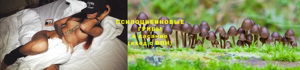 гашик Новозыбков